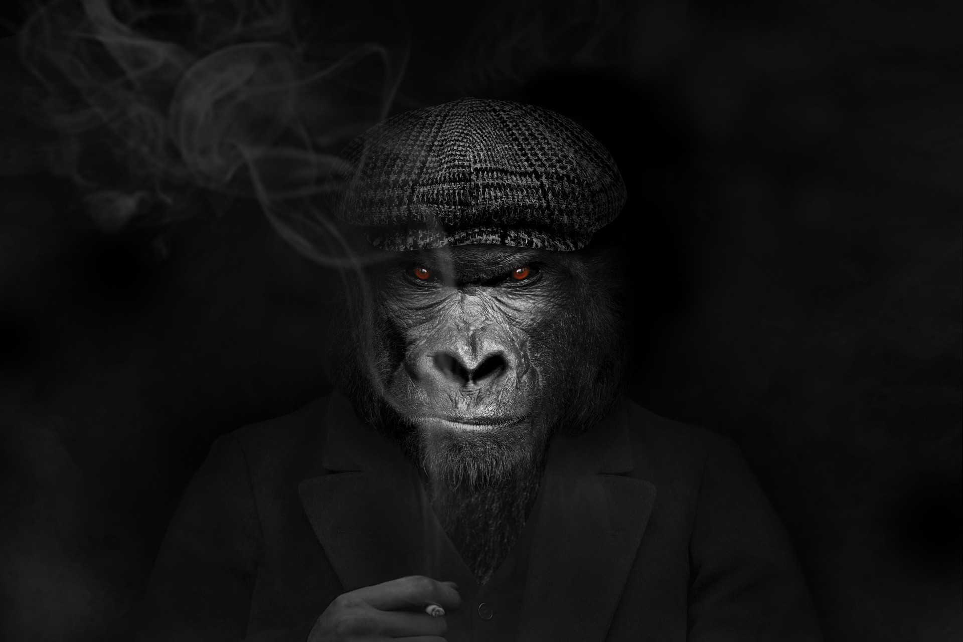 Man in the form of a Gorilla mammal , The Gorilla person , animal face isolated black white