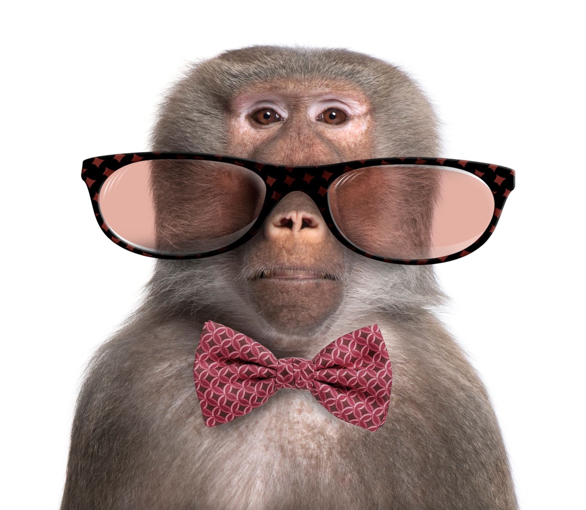 Baboon wearing glasses and a bow tie